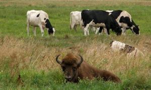 У Білорусі зубр у пошуках самок прибився до стада корів