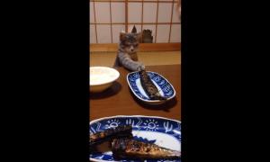 Мережу вразило відео з впертим котом, який будь-що намагається поцупити їжу