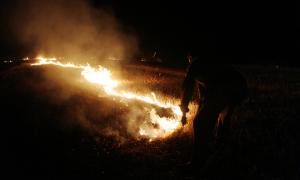 У Тернопільській області від вогню врятували хвойний ліс 