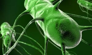 Американські дослідники знайшли стійку до дії антибіотиків бактерію