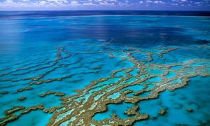 За Великим Бар’єрним рифом неподалік Австралії знайшли інший величезний риф