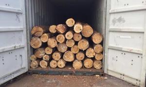 На Київщині розкрито оборудку з лісом більш як на мільйон гривень