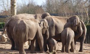 Учені: африканські слони можуть впадати в траур