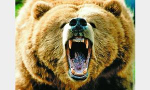 63-річний японець-каратист побив розлюченого ведмедя на рибалці