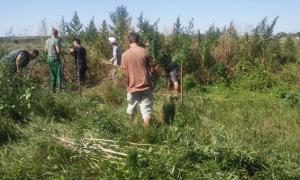 На Миколаївщині правоохоронці знищили "врожай" коноплі (фото)