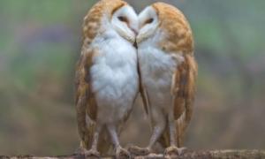 Британський фотограф відобразив приголомшливу ніжність двох сов