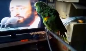 Мережу вразило відео з папугою, який надихнувся співом Паваротті