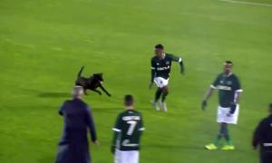 Бездомний собака під час матчу налякав бразильського футболіста (відео)

