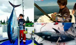 Десятирічний хлопчик  зловив тунця вагою 116 кг (відео)
