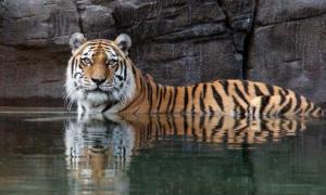 В Китаї у зоологічному саду сибірську тигрицю загризли сусіди по вольєру