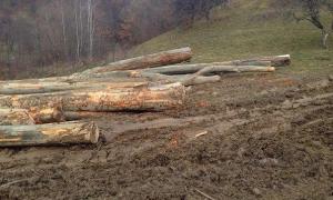 Христина Юшкевич: Суцільні санітарні рубки лісу буде заборонено 