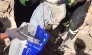 Рятувальники дістали живим кота через 16 днів після землетрусу в Італії