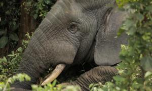 У Франції відкриється будинок престарілих для слонів
