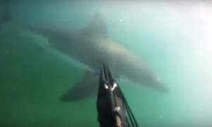 Дайвер відбився від акули палицею для селфі (відео)
