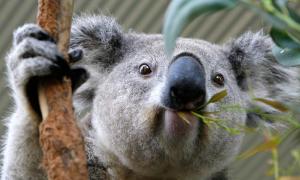 Під час футбольного матчу в Австралії на поле вибіг сумчастий ведмідь коала (відео)
