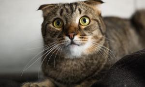 Медики: Подряпини від котячих кігтів можуть призвести до смерті
