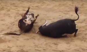 В Іспанії двоє биків зіткнулися лобами на арені і померли (відео)