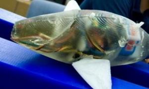 Американські вчені вдосконалили роботів-риб