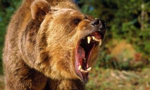 Агресивний ведмідь забрів на територію школи