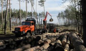 Десятки обшуків пройшло в лісгоспах Житомирщини