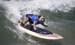 У Каліфорнії пройшов чемпіонат з собачому серфінгу