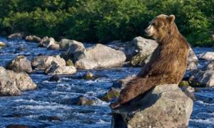 В Красноярському краї РФ ведмеді заходять в будинки і нападають на мешканців