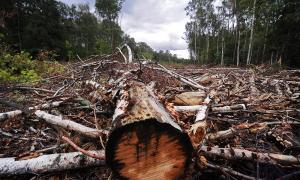 Суцільні санітарні рубки в Україні будуть заборонені