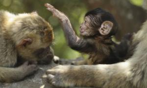 Торгівлю берберськими мавпами можуть заборонити, щоб врятувати цей вид приматів