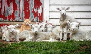 У Новій Зеландії кіт став ватажком стада баранів (відео)