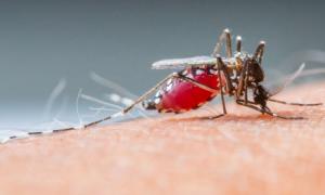 У Фінляндії знайшли новий вірус, який переносять комарі