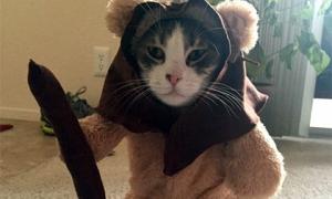 Мережу «підірвало» фото кота в костюмі із «Зоряних воєн» 