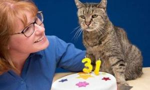 Найстаріший у світі кіт відсвяткував 31-річчя