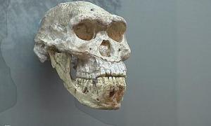 Грузинські археологи знайшли залишки черепу людини, якому майже мільйон 800 тисяч років