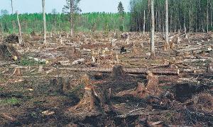 За підробку документів на вирубку лісу судитимуть двох працівників Маневицького лісгоспу