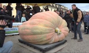 Бельгійський фермер виростив гарбуз вагою 1190 кг (відео)