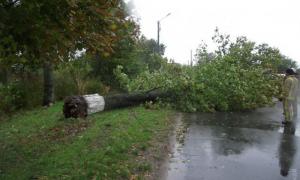 В Одесі буревій зніс майже 200 дерев