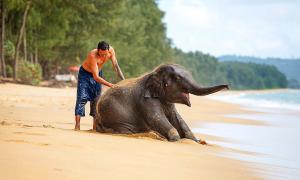 Слони врятували життя своєму дресирувальнику в Таїланді