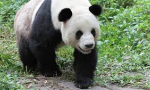 В Китаї померла найстаріша у світі панда