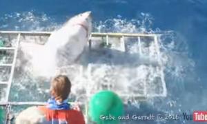 Біля берегів Мексики біла акула зламала клітку з дайвером всередині (відео)