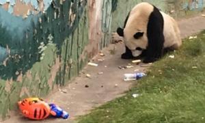 У китайському зоопарку панда перейшла на харчування сміттям (фото)