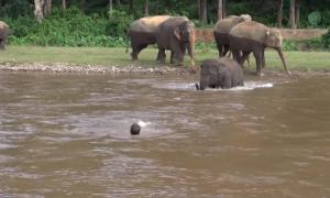 У Таїланді слоненя врятувало потопаючого дресирувальника (відео)
