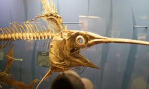В Австралії знайшли скелет риби-меча віком в 100 мільйонів років
