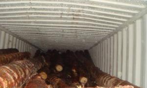 Три тисячі кубів деревини намагалися незаконно експортувати до Європи з Одеського морпорту
