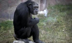 У північнокорейському зоопарку шимпанзе почала курити (відео)