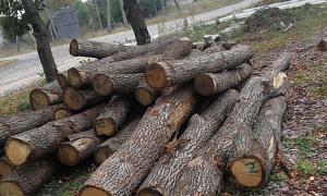 На Тернопільщині заступник начальника лісгоспу організував підпільний лісовий бізнес