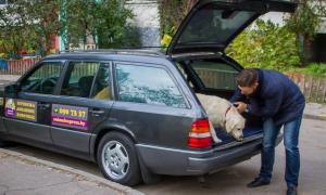 У Мінську з’явилося таксі для собак