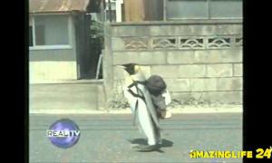 Японська сім’я приручила врятованого пінгвіна (відео)