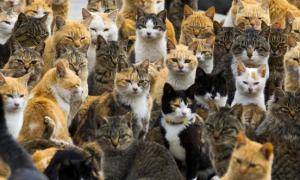 Учені встановили причину виникнення алергії на кішок