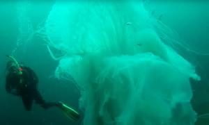 Мережу вразило відео неймовірної зустрічі дайвера з гігантською медузою