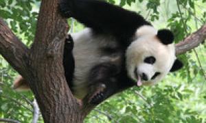 У Китаї панда провчила відвідувача зоопарку  (відео)
